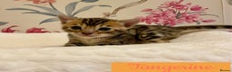 Bengal cats for sale: Beautiful Bengal Kittens - Advert 7