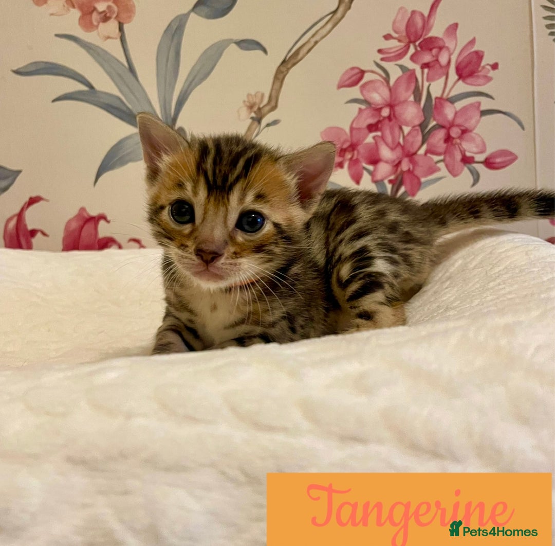 Bengal cats for sale: Beautiful Bengal Kittens - Advert 7