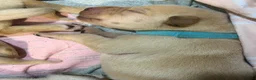 Labrador Retriever dogs for sale: Labrador puppies for sale  - Advert 15