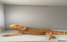 Bearded Dragon reptiles for sale: Bearded Dragon for Sale 🦎 - Image 5