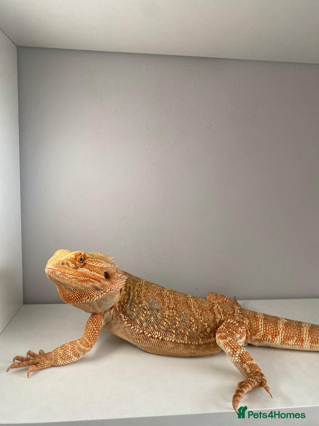 Bearded Dragon reptiles for sale: Bearded Dragon for Sale 🦎 - Image 5