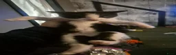 Mixed Breed cats for sale: Kitten  - Advert 4