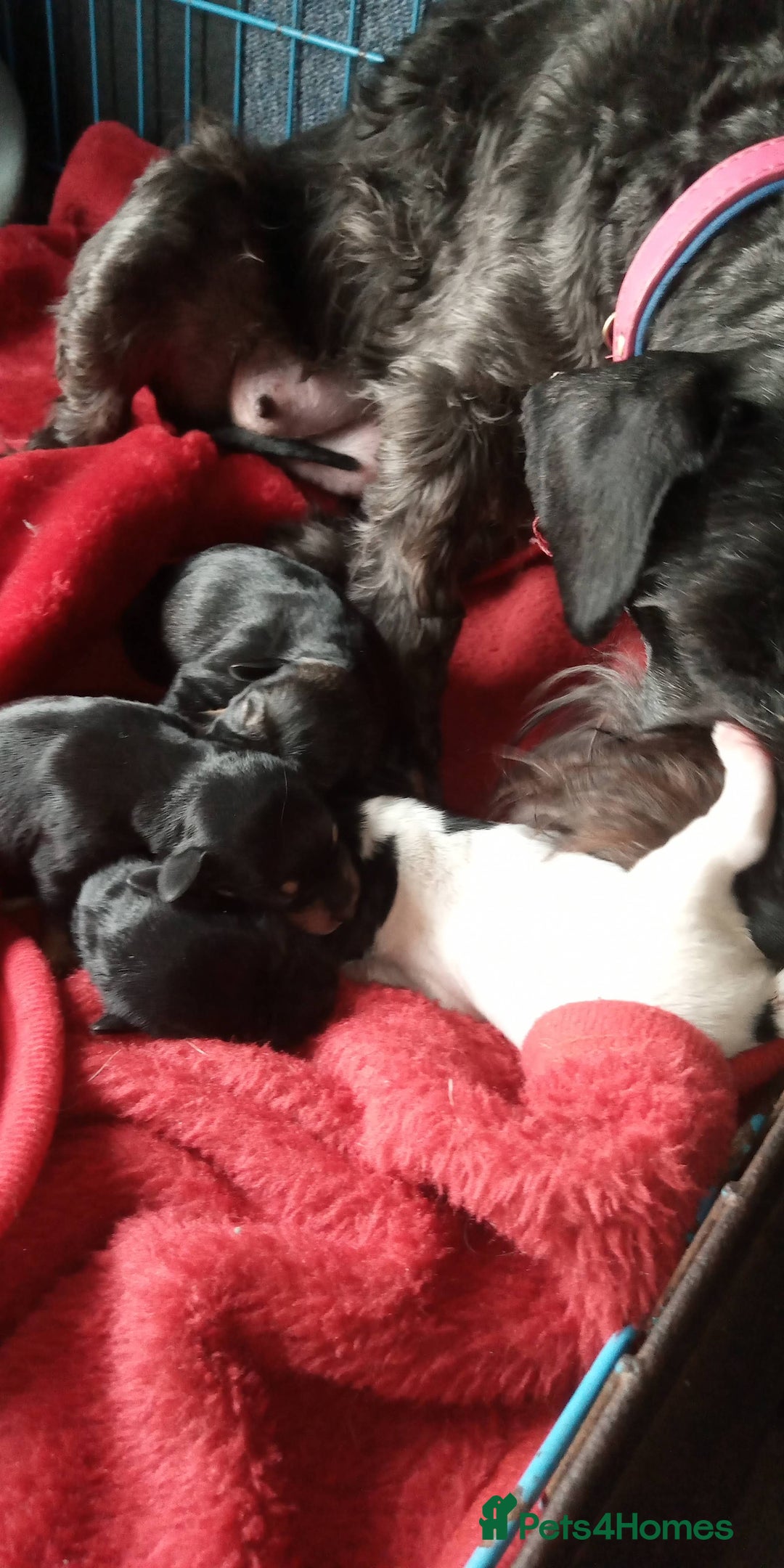Miniature Schnauzer dogs for sale: Miniature Schnauzers Puppies - Advert 6
