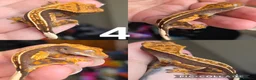 Gecko reptiles for sale: Baby, juvenile & 2 adult crested geckos for sale  - Advert 4