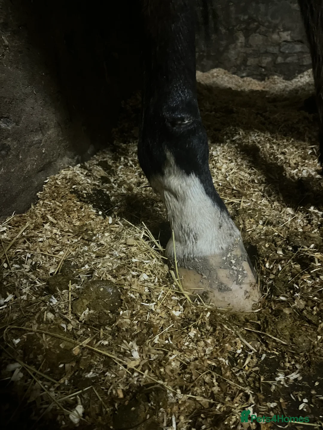 English Thoroughbred horses for sale: Hero- 16.1hh project - Advert 5