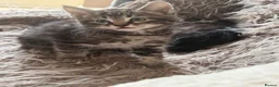 Maine Coon cats for sale: Maine Coon x Silver Tabby British Short hair - Advert 12