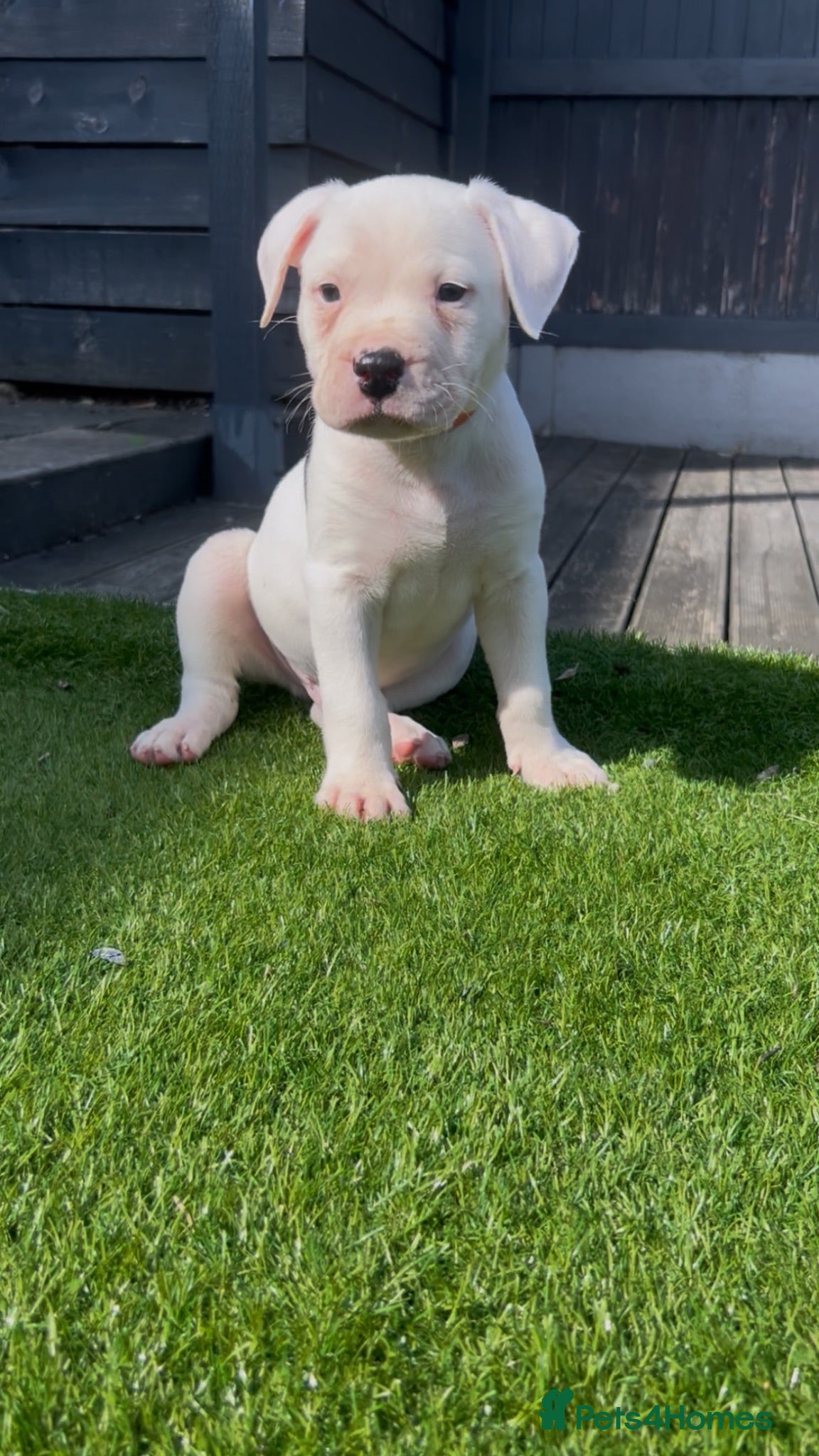 American Bulldog dogs ❤️AMERICAN BULLDOG PUPPIES – 6 BOYS & 3 GIRLS ❤️🐾 - Advert 18