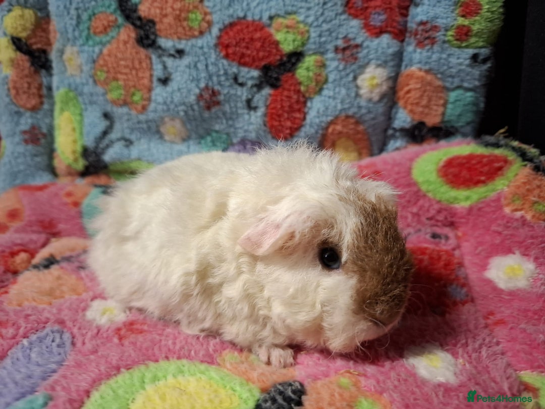 Guinea Pig rodents for sale: Baby PE Golden Sisters/Teddy/sheltie retired sows  - Advert 6