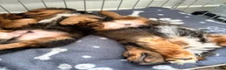 Mixed Breed dogs for sale: Small mixed breed puppies for sale  in Gloucester - Advert 7