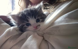 Siberian cats for sale: Beautiful Siberian x BSH kittens  - Image 15