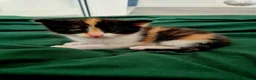 Mixed Breed cats for sale: Beautiful Playful Ginger & Tri-Colour Kittens 🐾 - Advert 20
