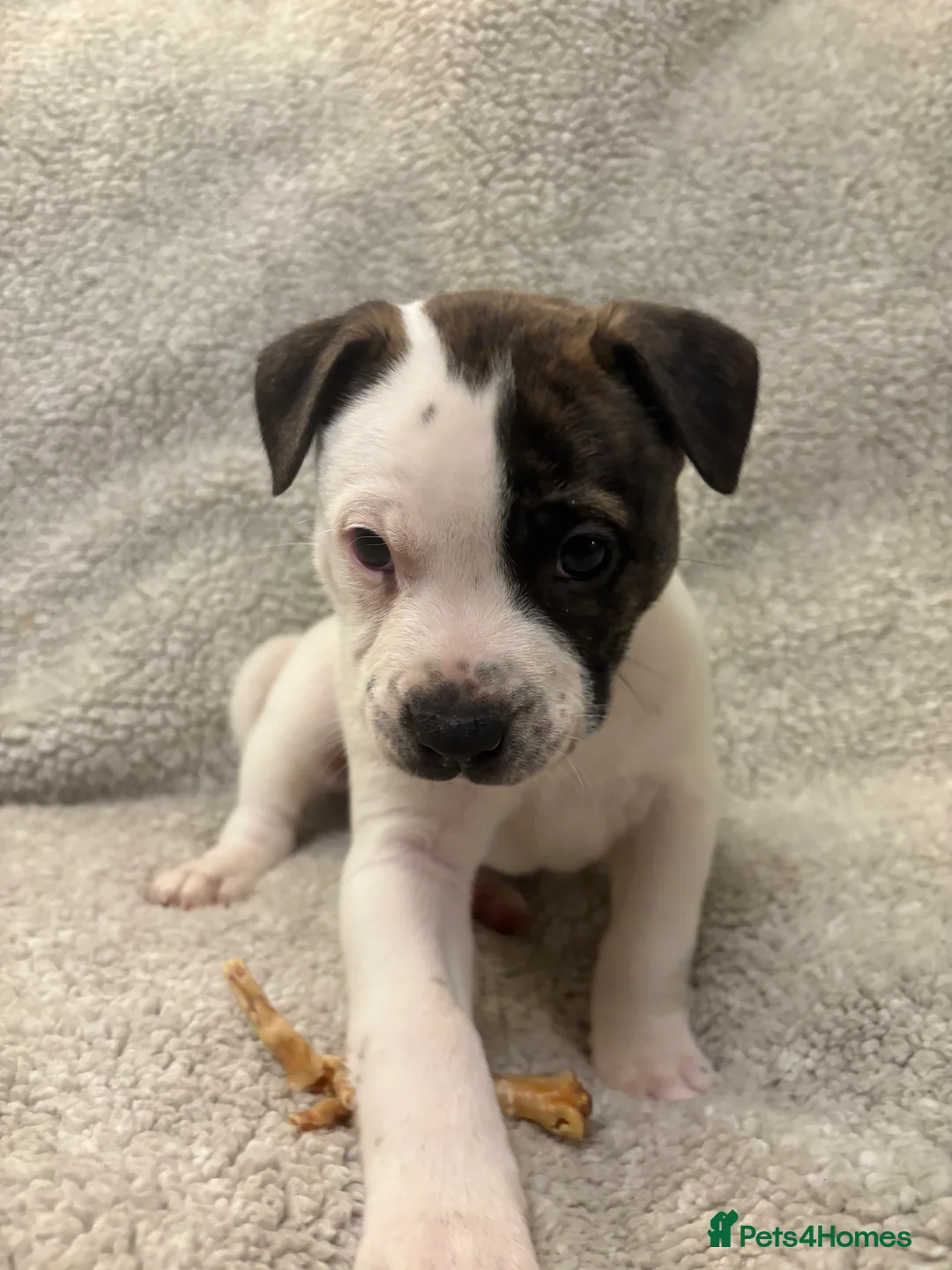 Mixed Breed dogs for sale: Amstaff x Staffy puppies - Advert 2