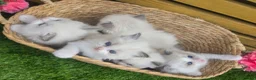 Ragdoll cats for sale: 💫Stunning Ragdoll Kittens 💫 - Advert 8