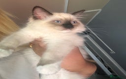 Ragdoll cats for sale: Christmas Ragdoll kitten dolls available  - Image 4