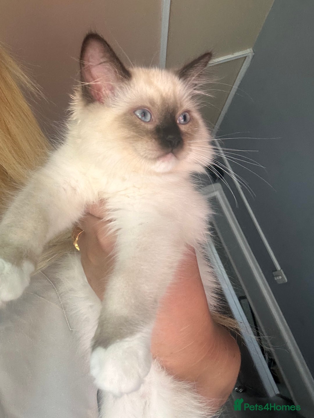 Ragdoll cats for sale: Christmas Ragdoll kitten dolls available  - Image 4