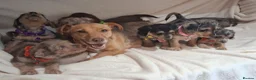 Jack Russell dogs for sale: ♡♡♡Beautiful Jack Russel Puppies Ready Soon!!♡♡♡ - Advert 5