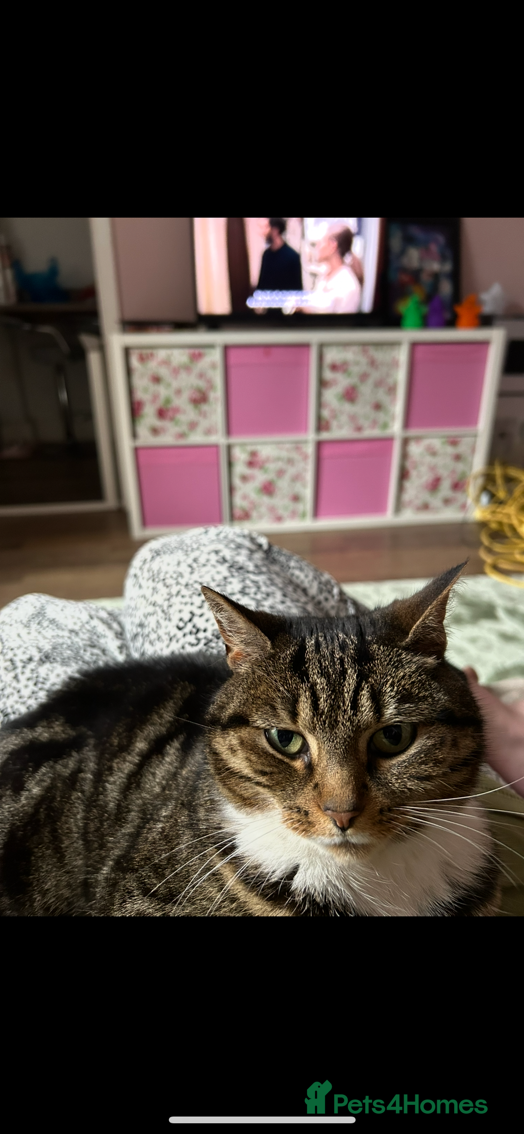 Mixed Breed cats for sale: Female cat to be rehomed  - Advert 2