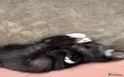 Russian Blue cats for sale: 1 male Russian blue X - Image 4