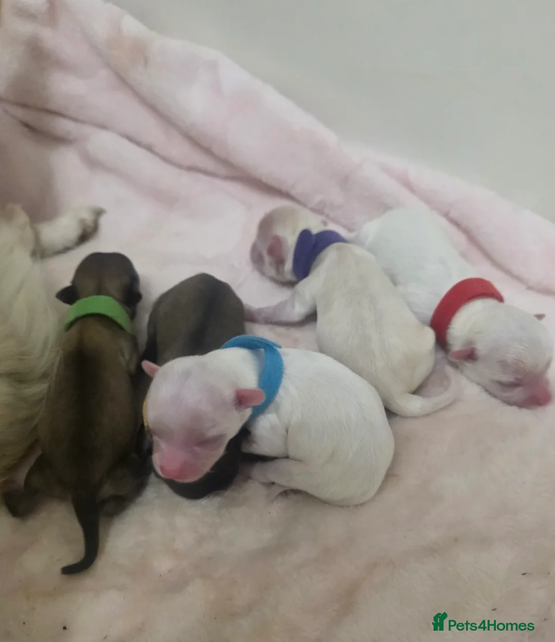 Chihuahua dogs for sale: Adorable Chihuahua Puppies Ready Soon - Advert 3