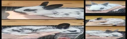 English Spot rabbits for sale: Pure English spot babies  - Advert 1