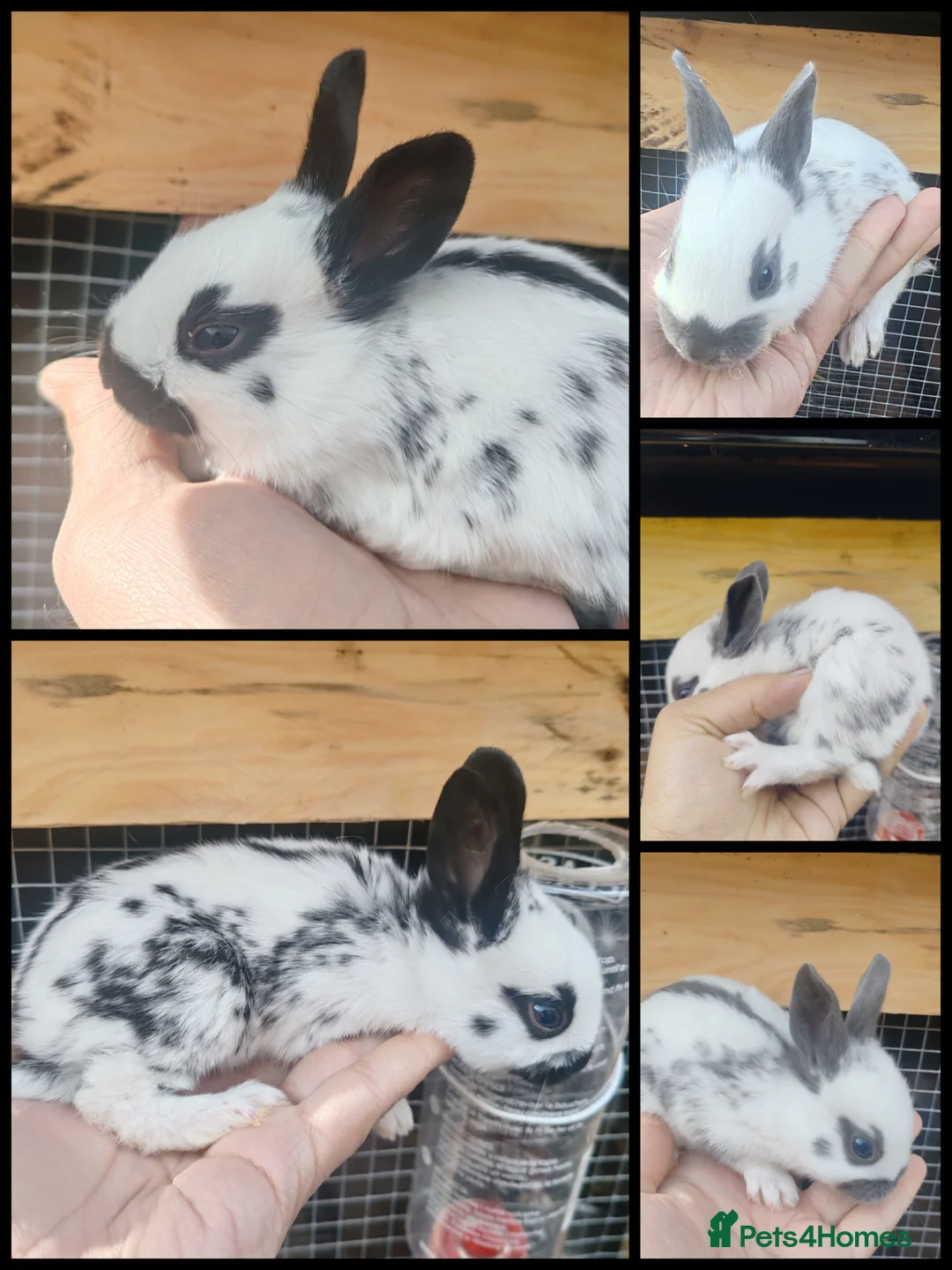 English Spot rabbits for sale: Pure English spot babies  - Advert 1