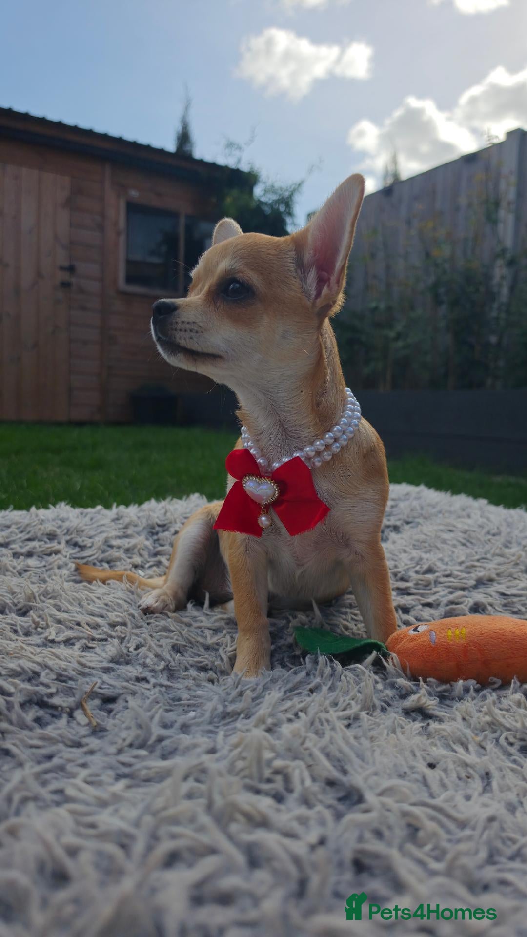 Chihuahua dogs 🐾Chihuahua Girl ready for forever loving homes - Advert 2