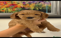 Cockapoo dogs for sale: Beautiful cockapoo pups - Image 4