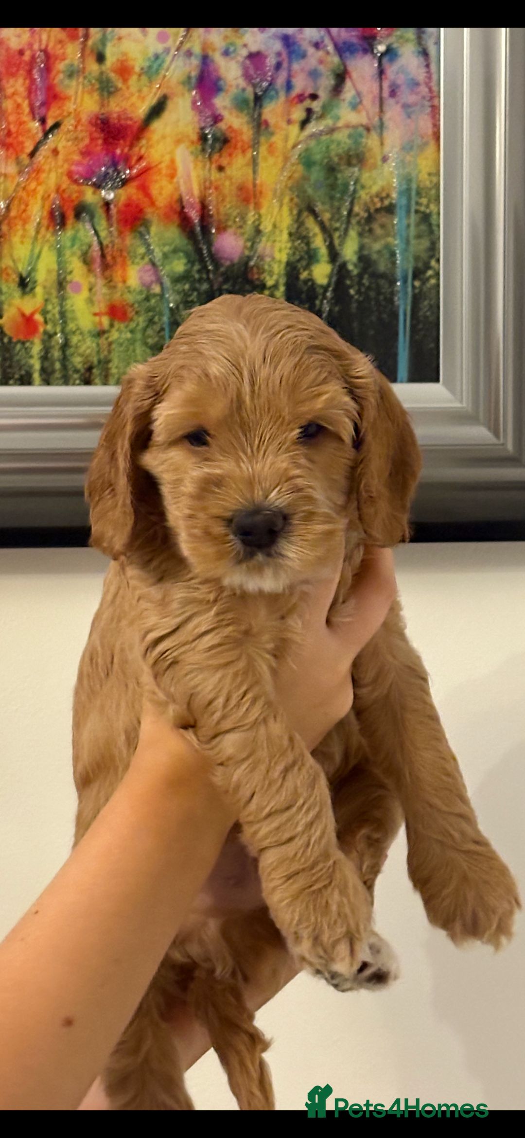 Cockapoo dogs for sale: Beautiful cockapoo pups - Image 4