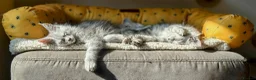 Maine Coon cats for sale: 4 left BlackSilver classic tabby Mainecoon kittens - Advert 3
