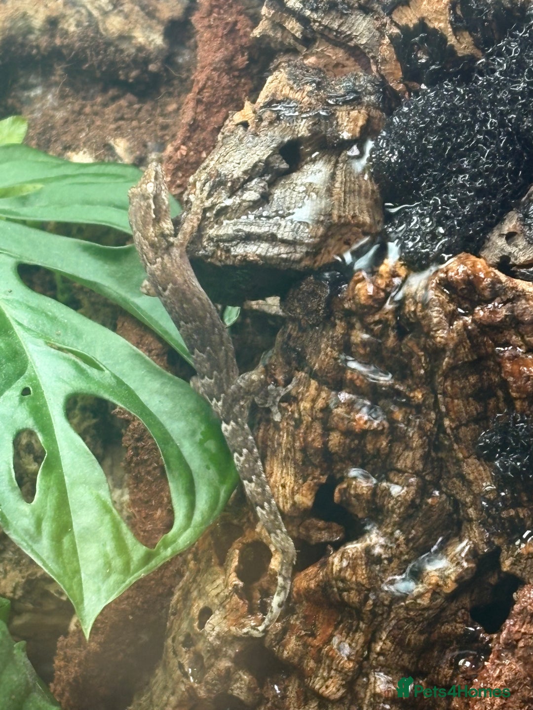 Gecko reptiles for sale: Mourning geckos adult and young  - Advert 2