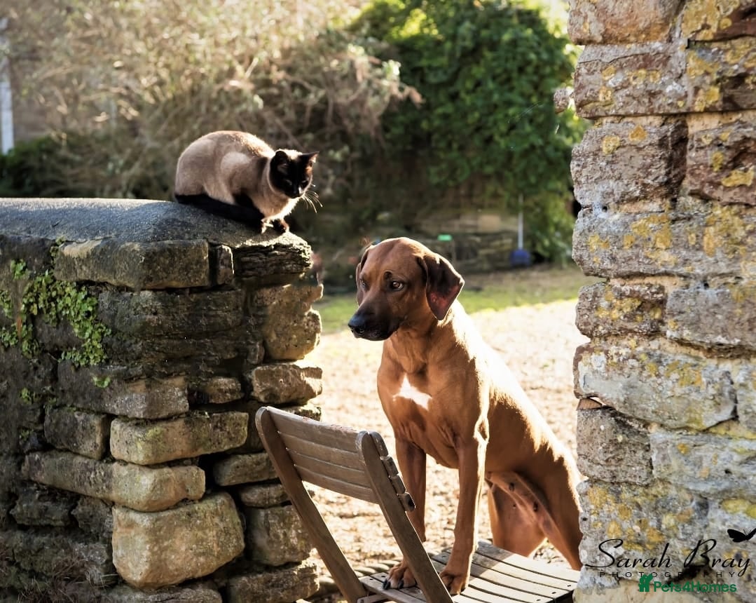 Rhodesian Ridgeback dogs !!RHODESIAN RIDGEBACK KC BOYS!! - Advert 4