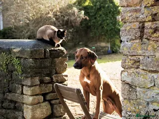 Rhodesian Ridgeback dogs !!RHODESIAN RIDGEBACK KC BOYS!! - Advert 4