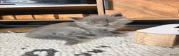 Mixed Breed cats for sale: Ready to leave - Maine coon cross boy  - Advert 11
