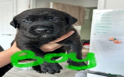 Mixed Breed dogs for sale: Rottie Corso for sale  - Image 5
