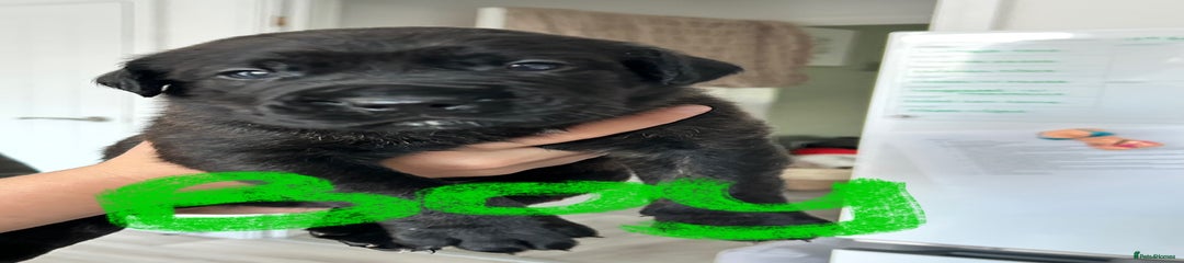 Mixed Breed Puppy 2