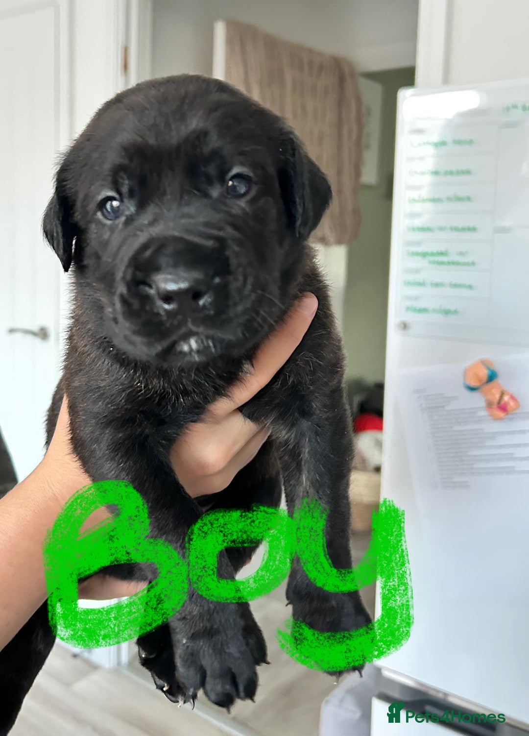 Mixed Breed dogs for sale: Rottie Corso for sale  - Image 5