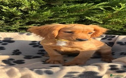 Cocker Spaniel dogs for sale: Four beautiful girl cocker spaniel  - Image 10