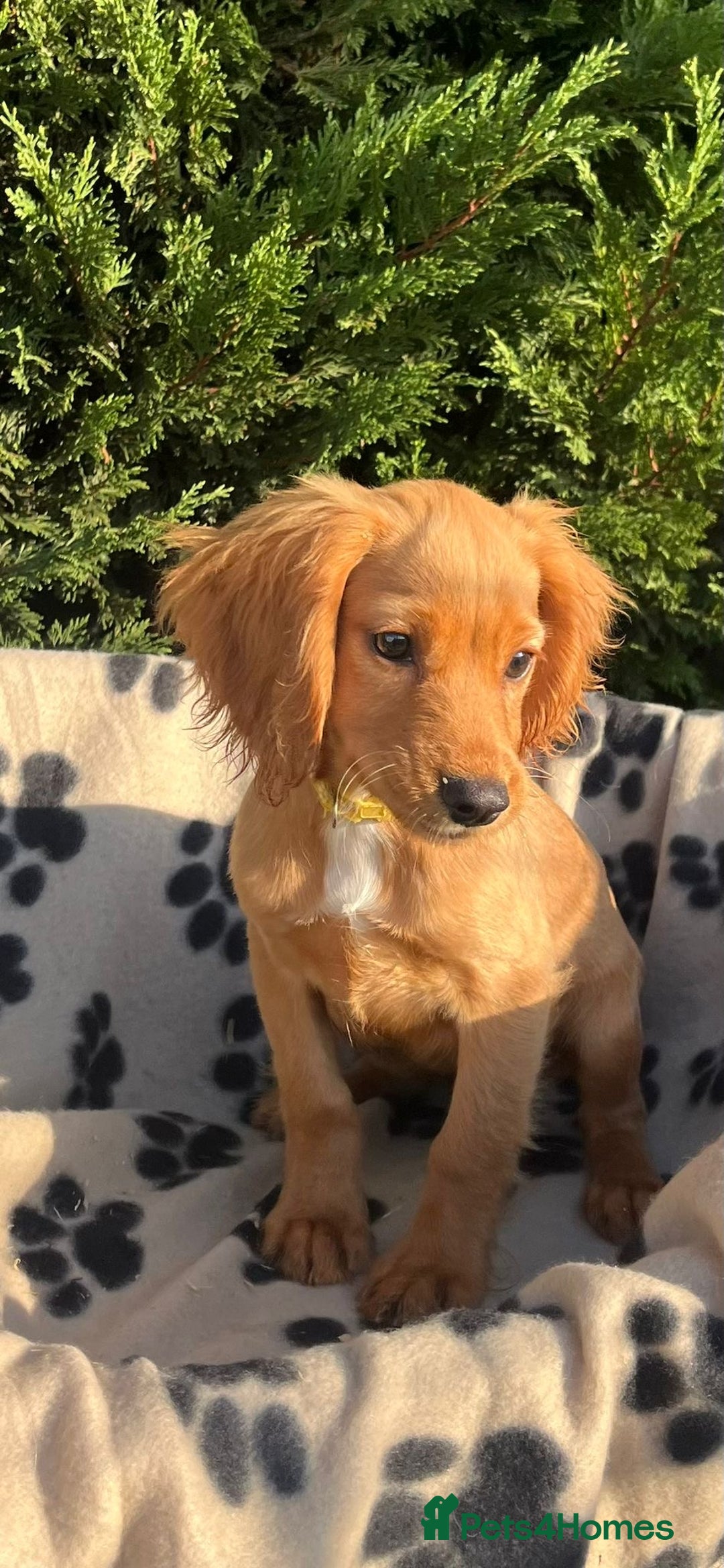 Cocker Spaniel dogs for sale: Four beautiful girl cocker spaniel  - Image 10