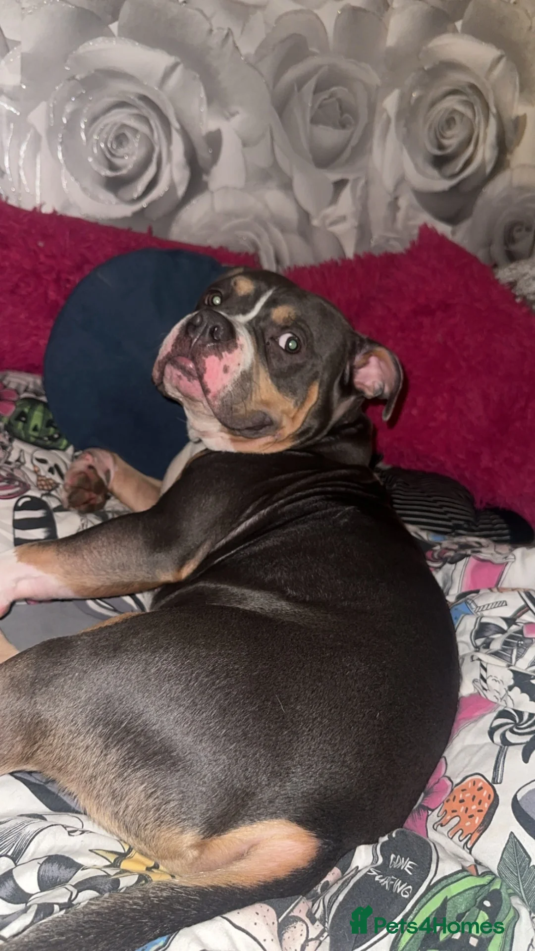 American Bully dogs for stud: Blue tri colour pocket bully for stud - Advert 6
