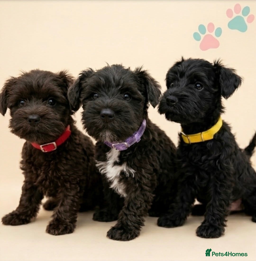 Miniature Schnauzer dogs Black Mini Schnauzer Litter  - Advert 1