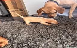 Labrador Retriever dogs for sale: Working Labrador puppies for sale - Image 1