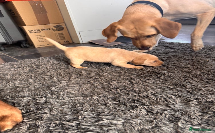 Labrador Retriever dogs - Advert 1