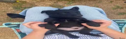 Labrador Retriever dogs for sale: Gordon in Marlborough - Advert 3