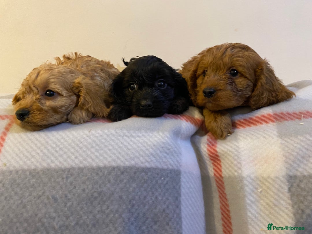 Cavapoo dogs for sale: Beautiful Cavapoo Puppies Available  - Advert 15