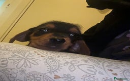 Mixed Breed dogs for sale: Minituare Yorkie cross dachshund puppies - Image 3