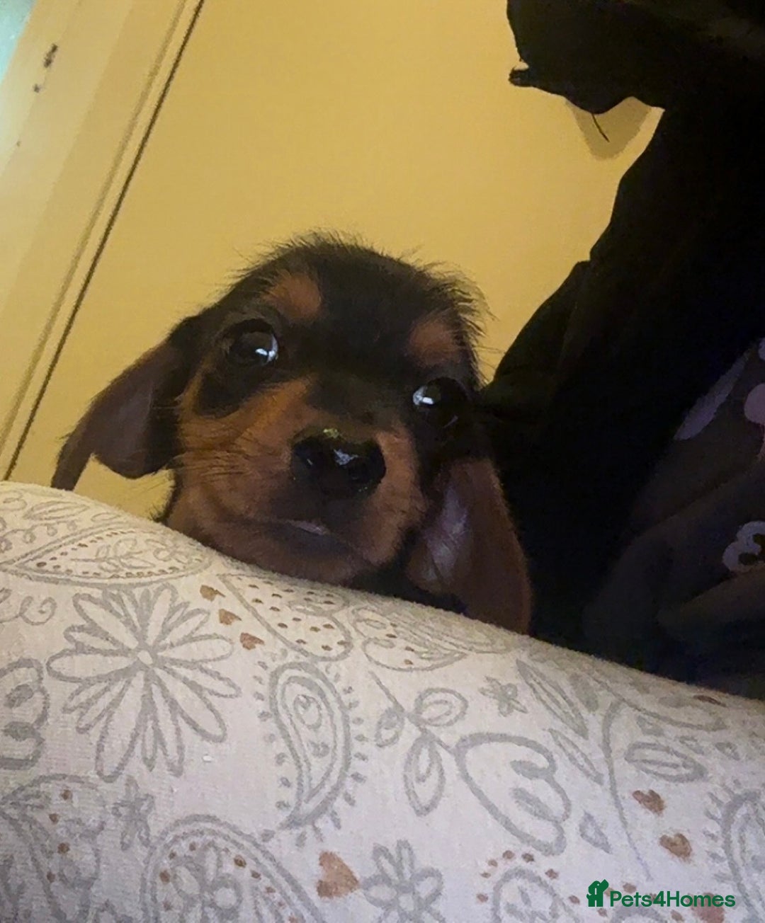 Mixed Breed dogs for sale: Minituare Yorkie cross dachshund puppies - Image 3