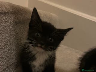 Mixed Breed cats Kittens for Sale £50 per kitten - Advert 16