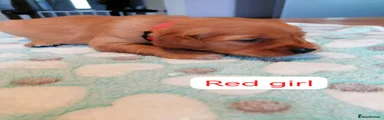 Golden Retriever 8
