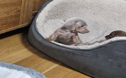 Dachshund dogs for sale: Dachshund puppies  in Driffield - Image 7