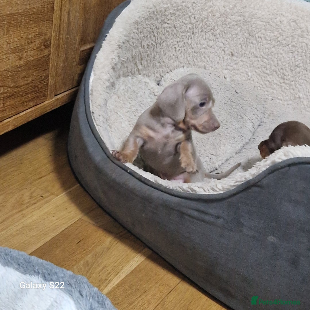 Dachshund dogs for sale: Dachshund puppies  in Driffield - Image 7